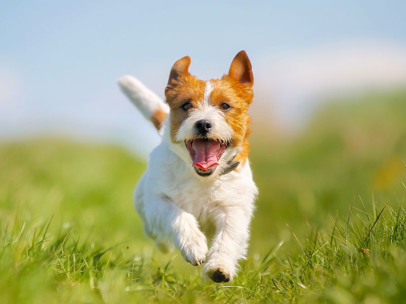 Mơ thấy chó là cơn mộng xuất hiện khá thường xuyên